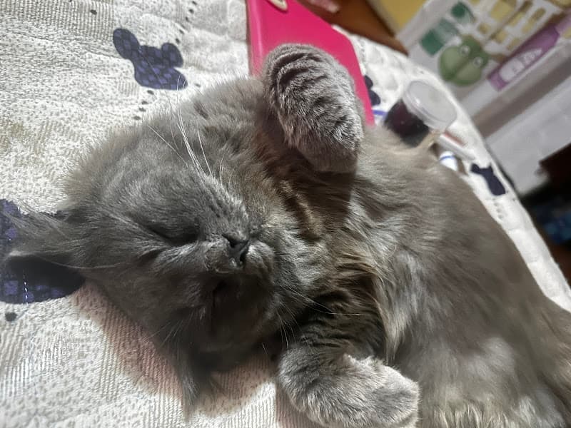 Hình ảnh TÍN THÚ CƯNG - THUỐC THÚ Y - 4