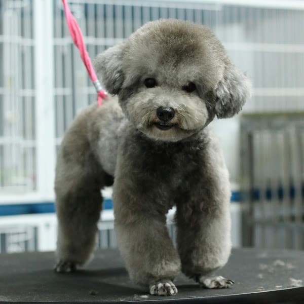 Hình ảnh Dịch Vụ Thú Cưng Cần Thơ - RUBY PET ( CN 2 ) - 2