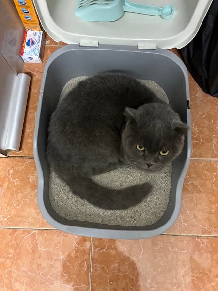 Hình ảnh Little Petzone cơ sở 1 - 5