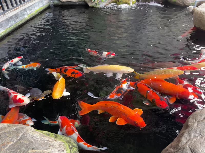 Hình ảnh Cafe koi garden - 5