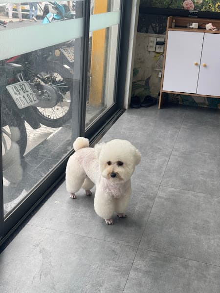 Sam Pets Care - Spa thú cưng Đà Lạt