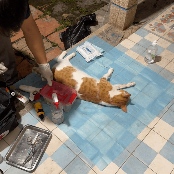 Hình ảnh Thú Y Tận Nhà BEE PET - 4