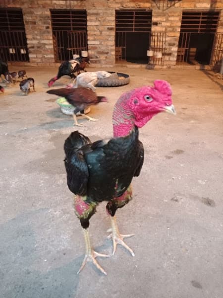 Hình ảnh Bánh Xèo Chính Hiệp - 3