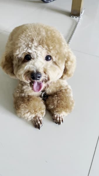 Hình ảnh Phòng khám thú y Maika Pet - Khám chữa bệnh, Spa chó mèo và Petshop - 4