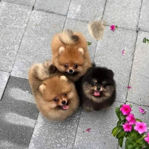 Chó Cảnh Đà Nẵng - PetShop Chó Mèo Gấu Múp - Corgi, Poodle, Pom, Pug, Mèo Cảnh