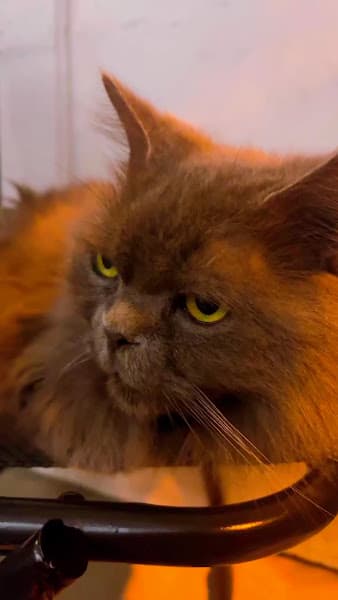 Hình ảnh briefly on earth coffee - 5