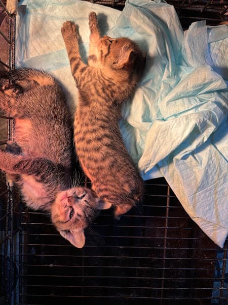 Hình ảnh Phòng khám thú y K-Pet - 4