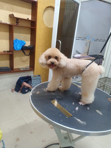 Hình ảnh Phòng Khám Thú Y Pet Health Centre Xuân Lộc - 4