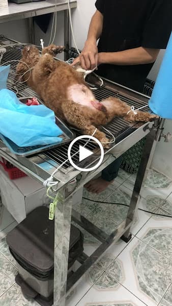 Hình ảnh Thú y T9 - 2