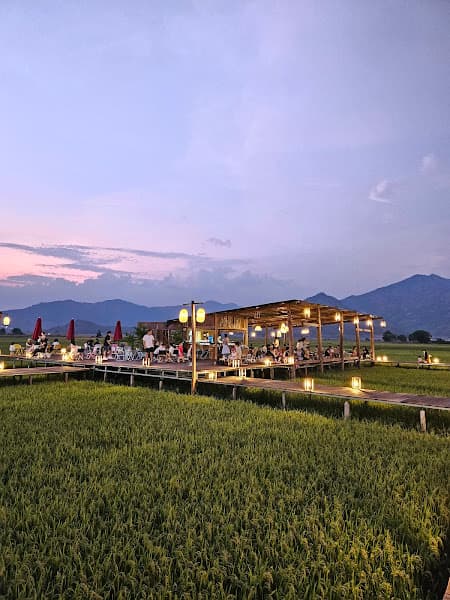 Hình ảnh Lúa Ngô Sơn - 4