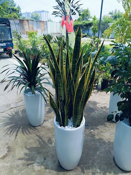 Hình ảnh Bán Cây Cảnh Đẹp – Cây cảnh Vĩnh Long - 4