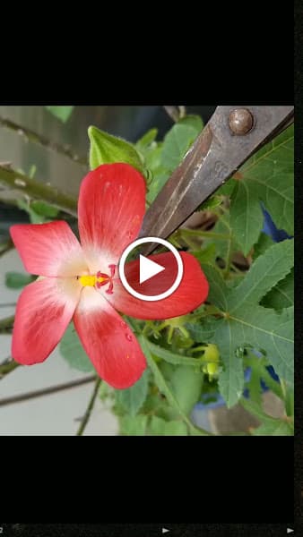 Hình ảnh Cháo Môn Lươn xứ Dĩ - 3