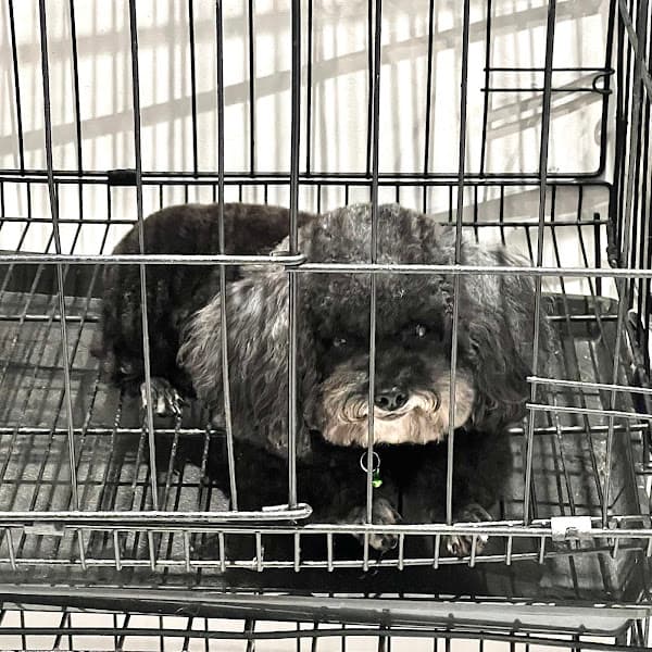 Hình ảnh DIỆU THÚ CƯNG - SPA CẮT TỈA - HOTEL LƯU TRÚ 20/24h - 5