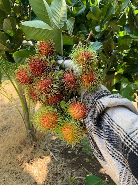 Hình ảnh Vườn trái cây sinh thái Bảo Quang - 4