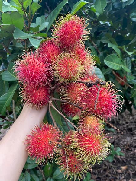 Hình ảnh vườn trái cây ÚT TIÊU long Khánh - 3