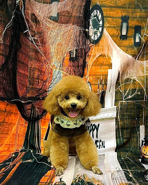 Hình ảnh Pet House - 6