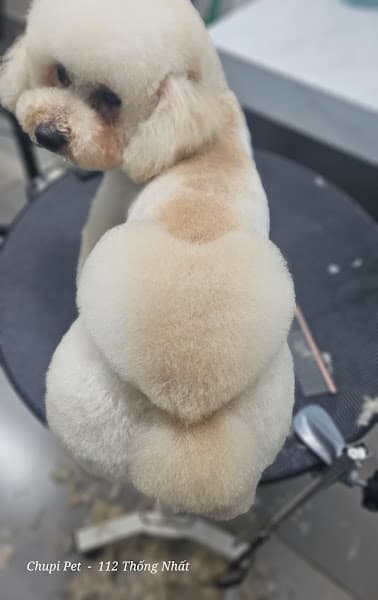 Tiệm thú cưng Chupi Pet