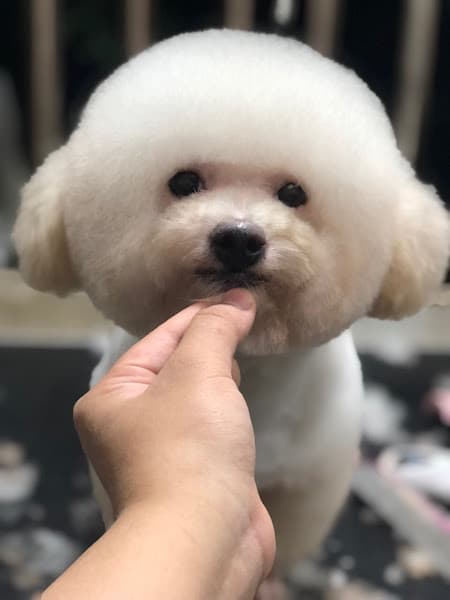 Hình ảnh Phòng Khám Thú Y Pet Cộng - Chi nhánh Khoái Châu - 3