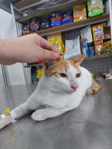 Hình ảnh Thú Y Hoàng Châu - Thú Y Dĩ An - 4