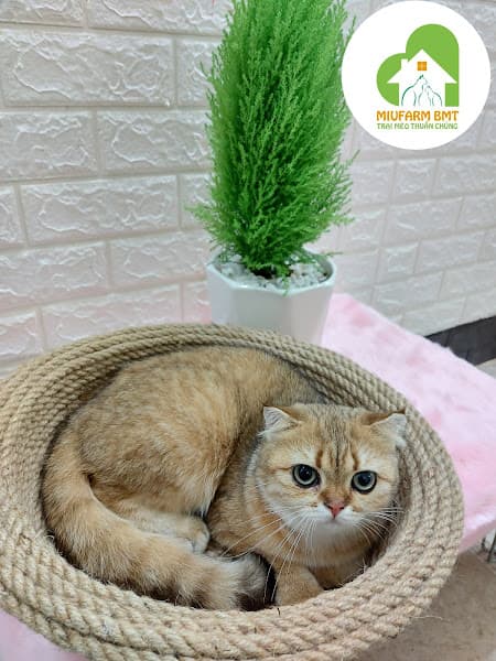 Hình ảnh Văn Phòng Trại Mèo Thuần Chủng Miu Farm BMT - 4