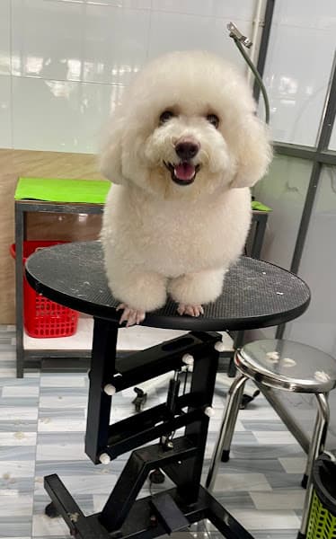 Hình ảnh Phòng Khám Thú Y Xuân Thạnh - 3