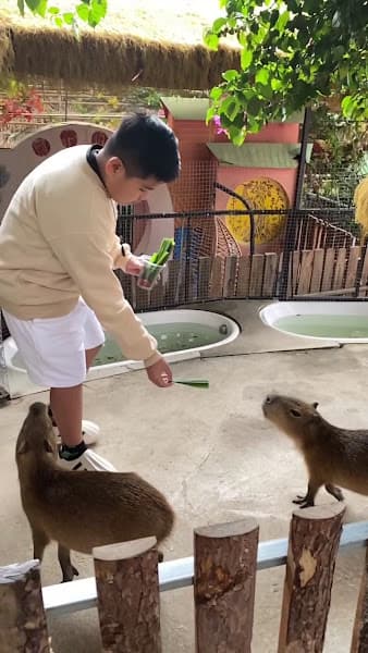 Hình ảnh Thế Giới Mèo Ú - 4