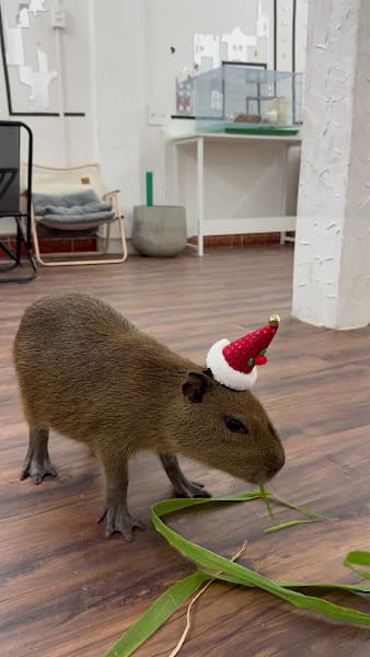 Hình ảnh Capybara - 8