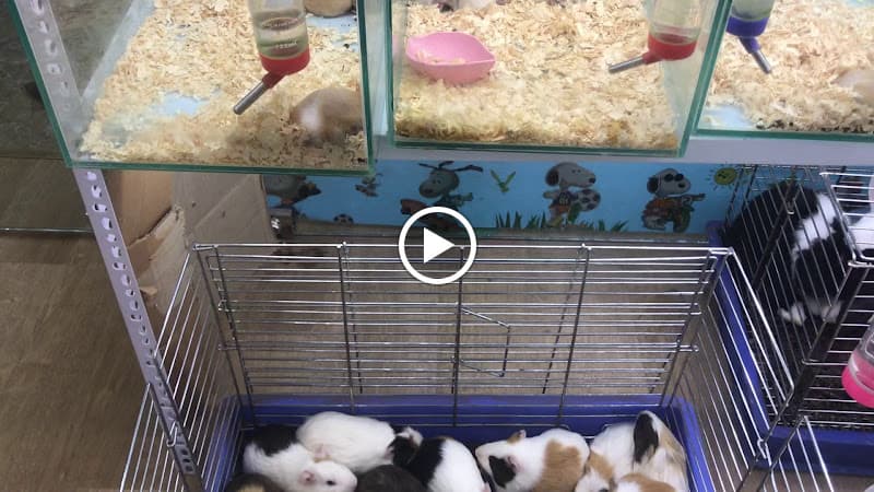 Hình ảnh Lolipet - Chuyên bán chuột hamster , nhím cảnh , thỏ cảnh - 5