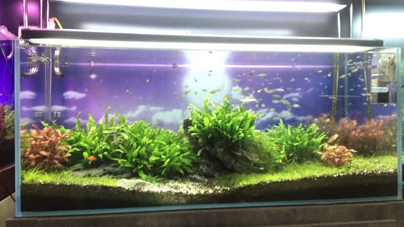 Hình ảnh Nguyễn Du Aquarium - 4