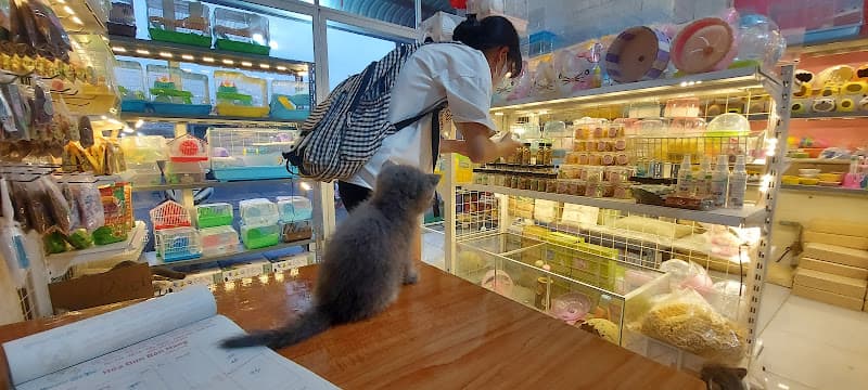 Hình ảnh Chuột Hamster Chị Thỏ - 3