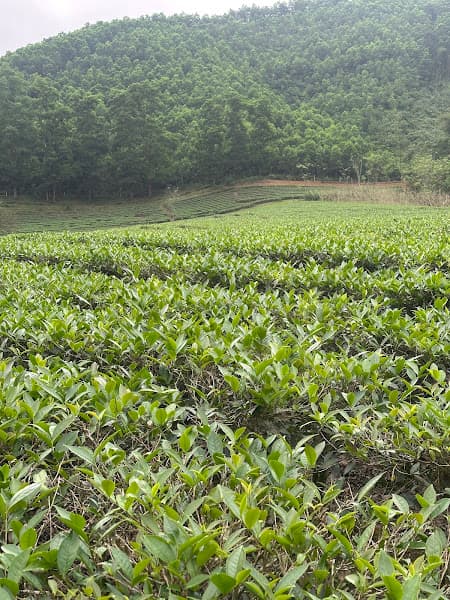 Hình ảnh Trại Hươu Ông Khẩn - 3