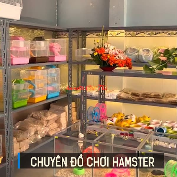 Hình ảnh Chuột Hamster Chị Thỏ - 2