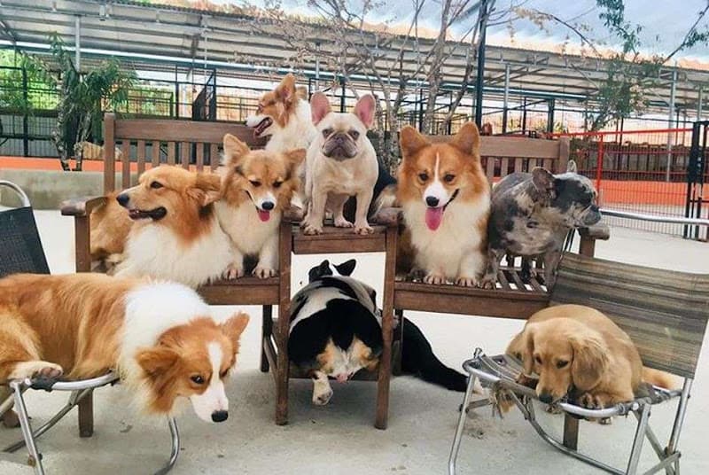 Hình ảnh Nông Trại Cún Puppy Farm - 2