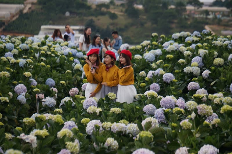 Hình ảnh Thung lũng hoa cẩm tú cầu - 3
