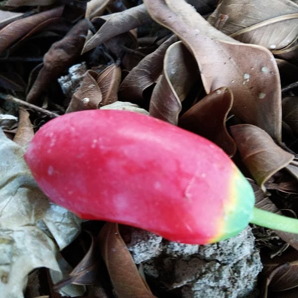 Hình ảnh Quán Ăn Lá - 2