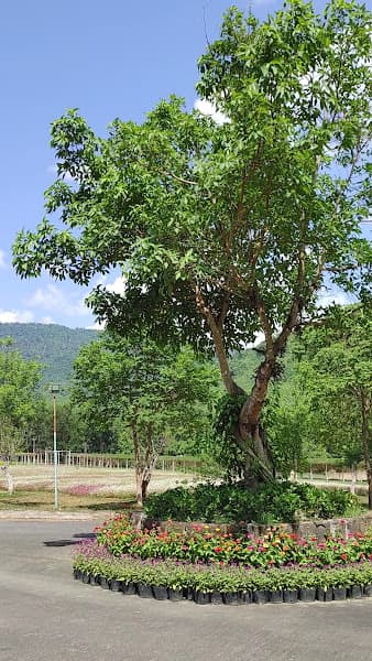 Hình ảnh Yang Bay Park (congviendulichyangbay) - 6