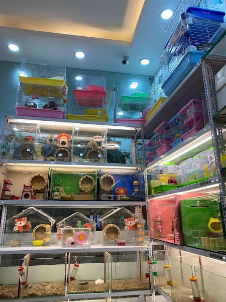 Hình ảnh Lolipet - Chuyên bán chuột hamster , nhím cảnh , thỏ cảnh - 2