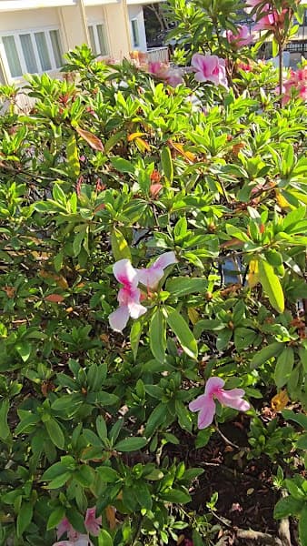 Hình ảnh lạp xưởng nướng đá a lý - 3