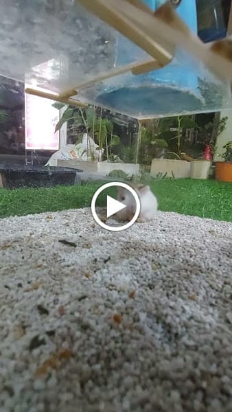 Hình ảnh Chuột Hamster Chị Thỏ - 5
