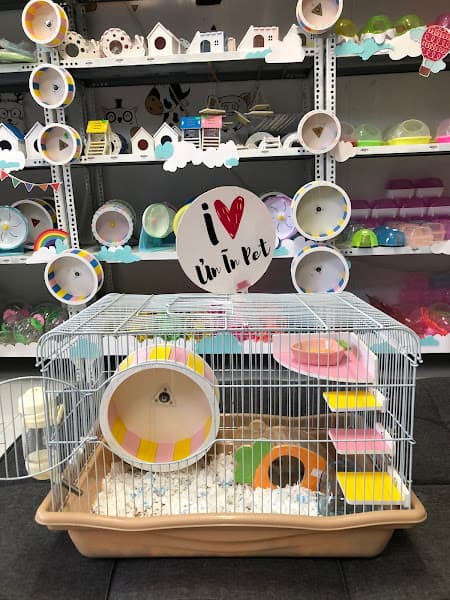 Hình ảnh Ủn Ỉn Pet Shop Chuột Hamster Tây Ninh Rẻ Khỏe - 4