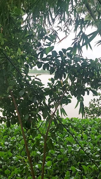 Hình ảnh Chợ Quê Tân Thuận Đông Cao Lãnh - 4