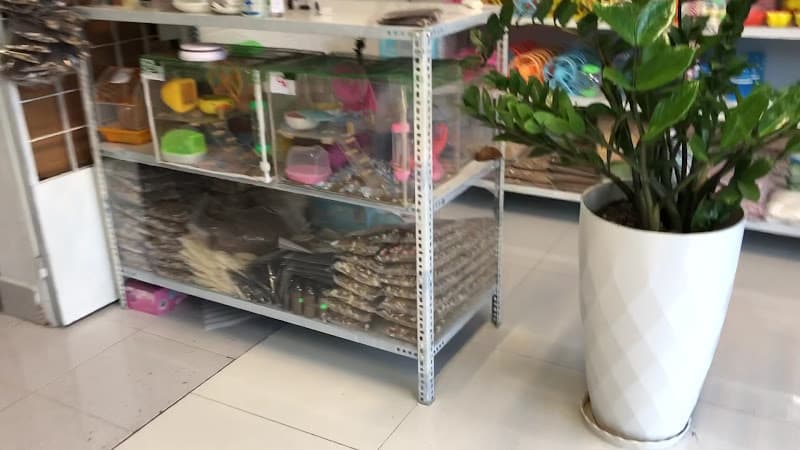 Hình ảnh Ủn Ỉn Pet Shop Chuột Hamster Tây Ninh Rẻ Khỏe - 2