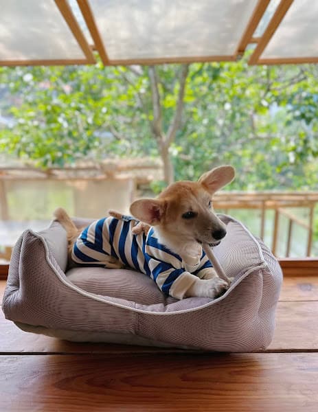 Hình ảnh Moi Petshop Đà Lạt - 2