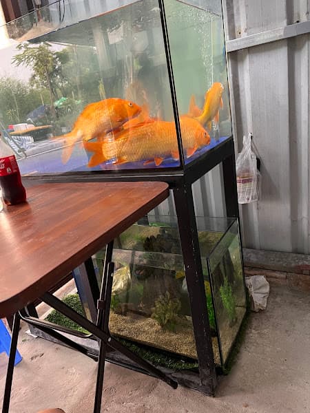 Hình ảnh Quán ăn sushi oishi - 2