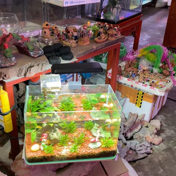 Hình ảnh Cá Cảnh Phương Trinh - 3