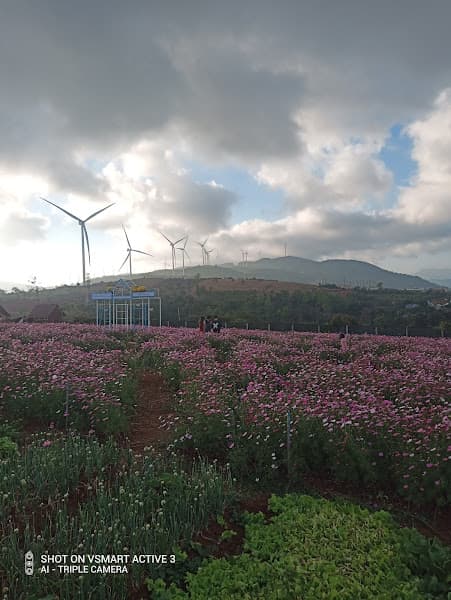 Hình ảnh Chân trời Farm - 2