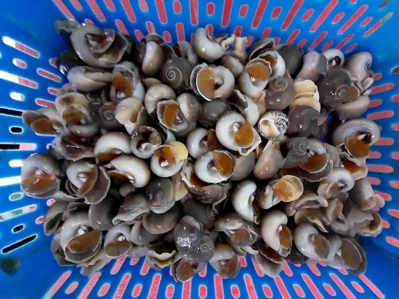 Hình ảnh Ốc Nhớ - 3