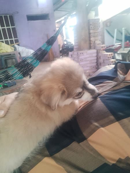 Hình ảnh Quán Ăn Vườn Tràm - 3