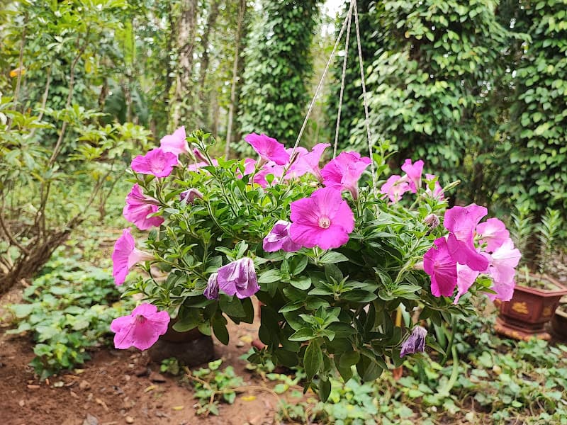 Hình ảnh Quán Ăn Cương Lân 🇻🇳 - 3