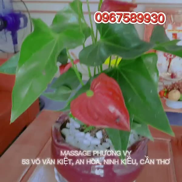 Hình ảnh MASSAGE GIA ĐÌNH CẦN THƠ-MASSAGE PHƯƠNG VY 2 - 3